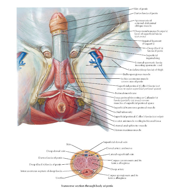 Male Perineum and External Genitalia (Deeper Dissection) Anatomy