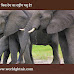 हाथी किस देश का राष्ट्रीय पशु है | Hathi kis desh ka rashtriya pashu hai