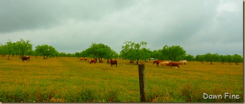 yellow flower farm_001