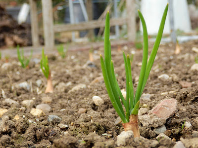 Shallots