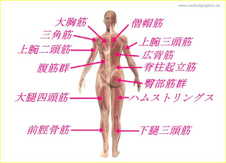 ジム筋トレメニュー女性版 マシン アルファで綺麗に痩せる引き締めダイエットの組み方 Glint