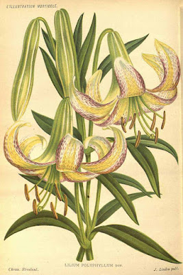 Лилия многолистная (Lilium polyphyllum)