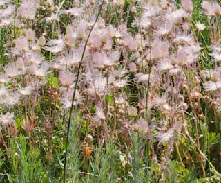 Lions-Beard Clematis hirsutissima