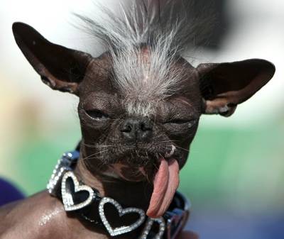 ugly animals in world. ugly animals in world. THE WORLD#39;S UGLIEST DOG®