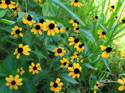 [ベスト] 夏 黄色い 花 259356-夏 黄色い花