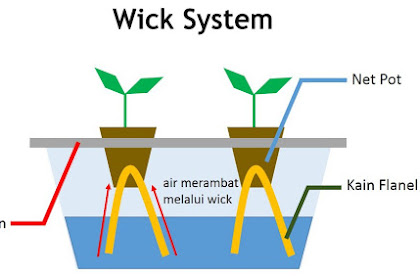 Hidroponik Sederhana Dengan Botol Bekas Memakai Wick Sistem Cocok Bagi
Pemula Untuk Menanam Kangkung, Bayam, Sawi Pakcoy Dan Sayuran Lainnya
Di Rumah