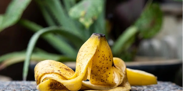 Save your plant-with banana peel
