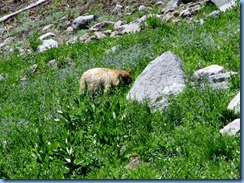 1697 A Blonde Black Bear Lassen Volcanic National Park CA