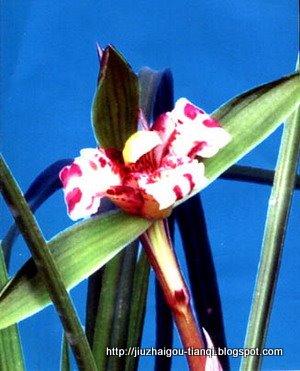 兰花 花:lanhua-09020512052181