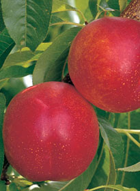 Fruit Alphabetical List - Nectarines