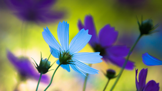 Blue flower petals close-up HD Wallpaper