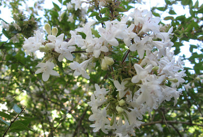 Annieinaustin,Abelia blossoms