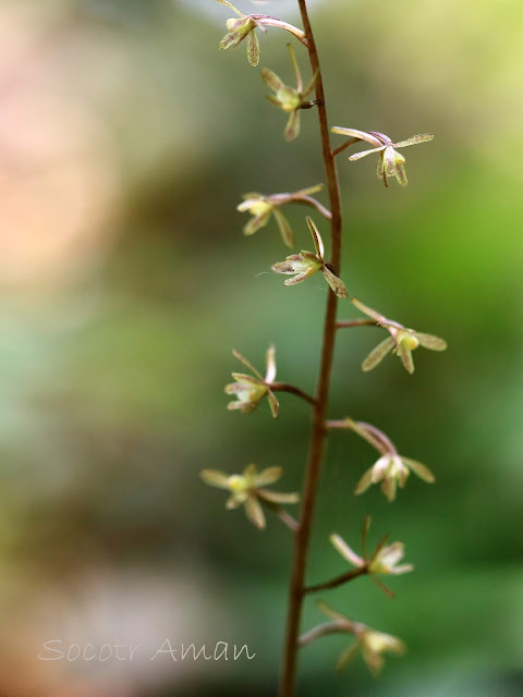 Tipularia japonica