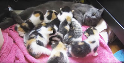 THEY RESCUED THIS MAMA CAT AND HER 8 KITTENS, BUT THEN THEY GOT A SURPRISE THEY WILL NEVER FORGET