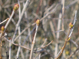 is Spring when leaf buds drop their scales?