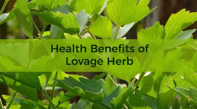 10 Best Lovage Herb Health Benefits