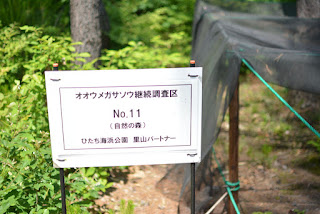 国営ひたち海浜公園オオウメガサソウガイドツアー