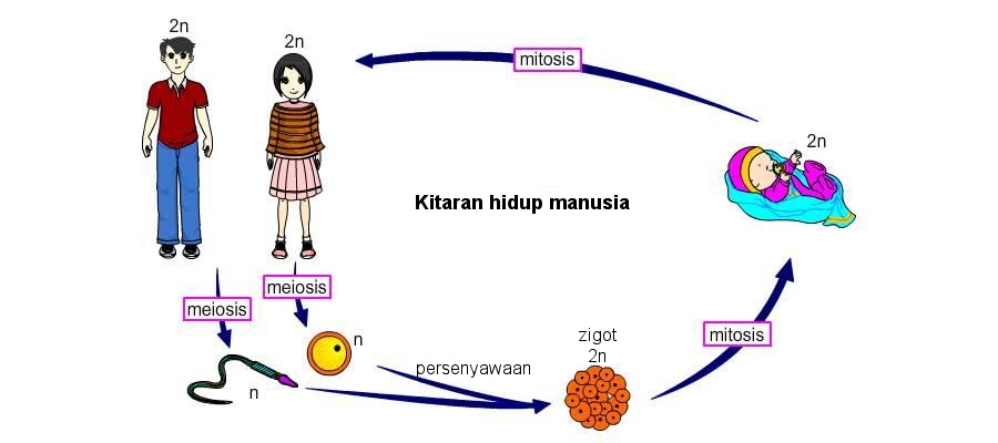 My Share Learning Content 3 1 Pembahagian Sel