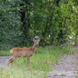 Reh im Wald bei Märstetten