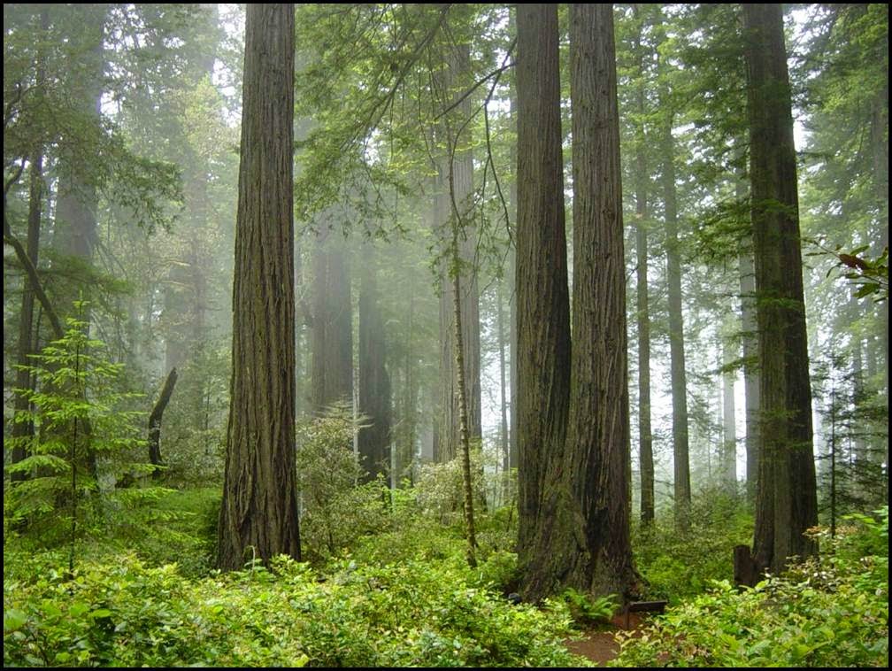 Redwood National Park: Travel the amazing park with the tallest living things