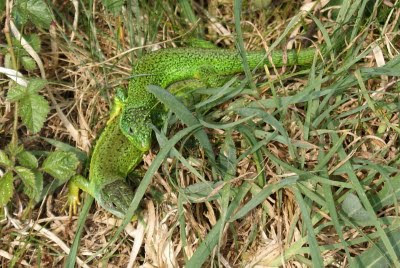 Smaragdhagedis - - Lacerta viridis