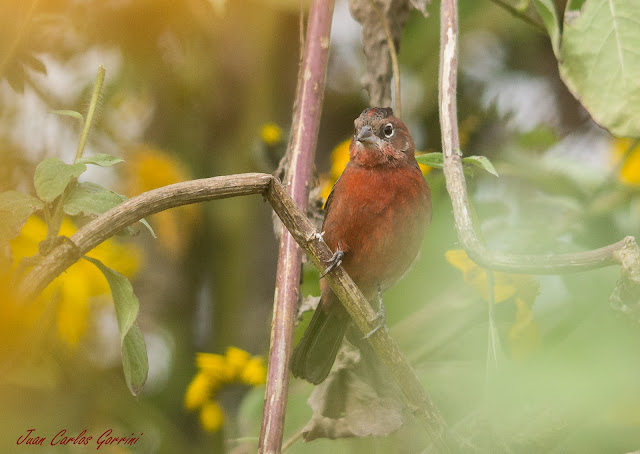 Avistaje de aves en Argentina, Salta. Birdwatching y fotografía de Juan Carlos Gorrini.