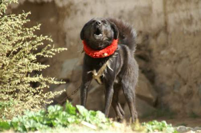 Image of a chained Tibetan guard dog (a Tibetan Mastiff), with the customary Tibetan metal-studded, red cloth collar, and vicious bark of its breed.