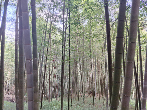 南投竹山大鞍竹海隧道，台版京都嵐山，孟宗竹林綠色隧道好療癒