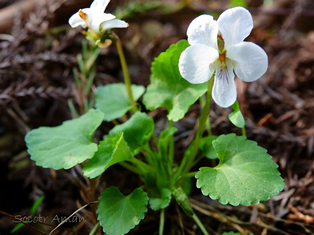 Viola Keiskei