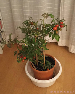 Tomatplanten klarte seg alene i ti dager  med dette super-enkle vanningssystemet.