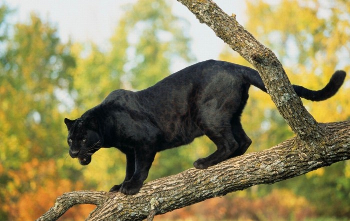 Gambar Foto Harimau Kumbang Terbaru