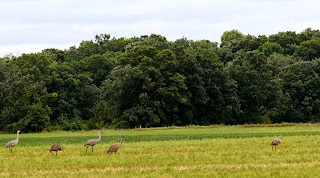 photo of sandhill cranes in farm field