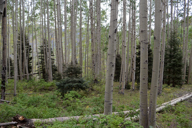 pines under the aspen