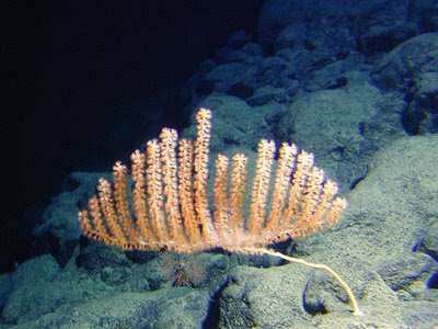 Novas Espécies de Coral