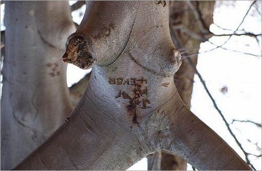 plant-p-6