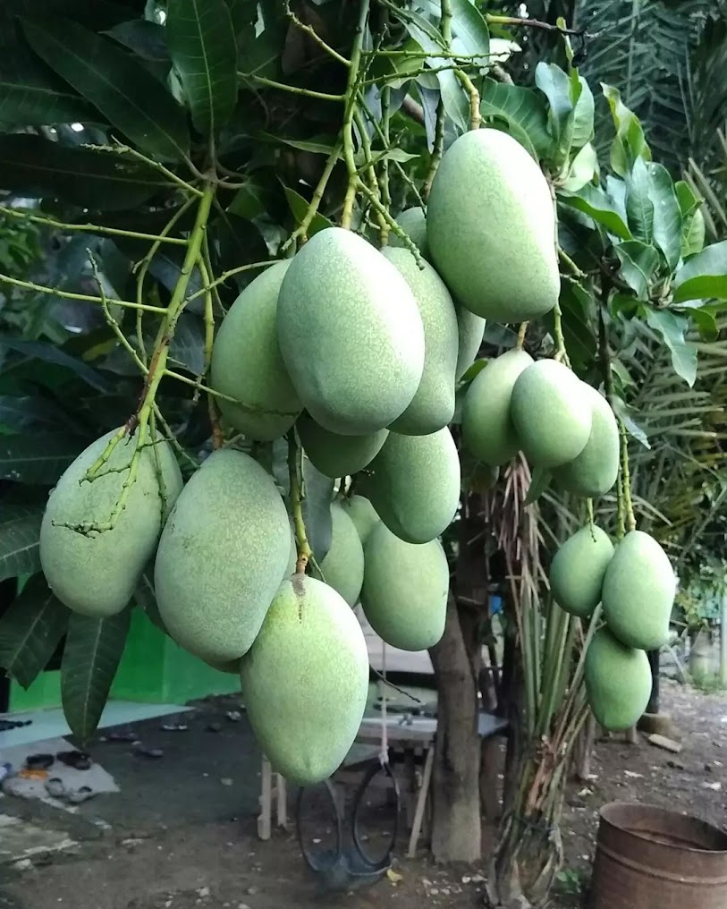 bibit mangga manalagi situbondo di bogor