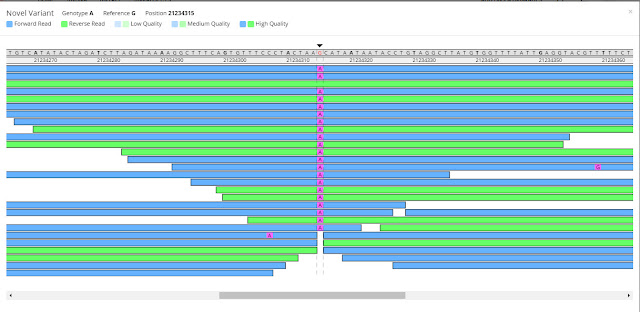 FTDNA chromosome browser