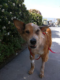 Dog after facial tumor removal