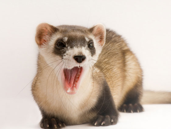 coluna zero, fotografia, photo, foto, national geographic, rare, joel sartore, extinction