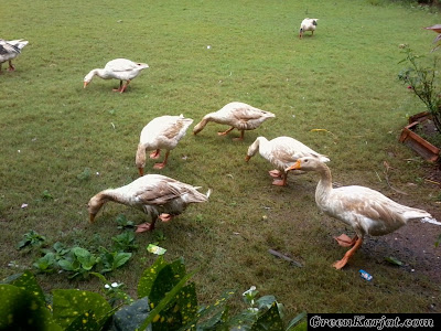 geese at luckys korner