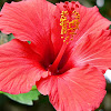 Gambar Bunga Sepatu Mewarnai - Kumpulan gambar untuk Belajar mewarnai: Gambar Bunga ... : Tanaman bunga merupakan salah satu makhluk hidup yang memiliki rupa yang cantik, dan sebagian besar memiliki wangi yang harum.