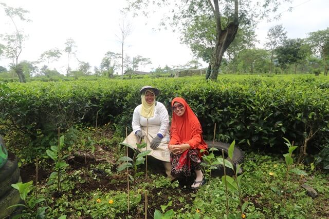 Agrowisata KebunTeh Wonosari