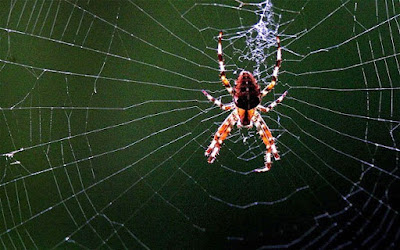 Resultado de imagem para inseto preso em teia de aranha