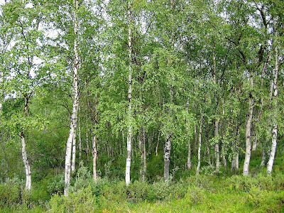 Silver birch (the answer to question 2 of the quiz). Photo: Wikipedia