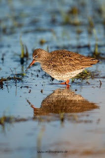 Wildlifefotografie Rotschenkel Ochsenmoor Olaf Kerber