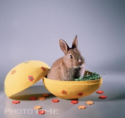 cute easter bunnies pictures. cute easter bunnies pictures.