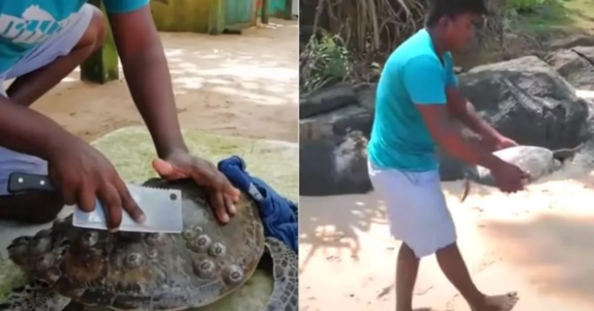 Videos Show Man Saving Local Sea Turtles From Unnecessary Suffering