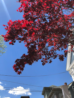 A bright red leafed maple tree against a blue sky.