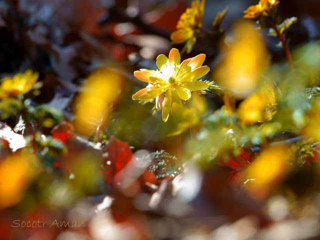 Adonis multiflola