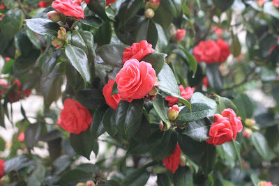 Camellia japonic branch